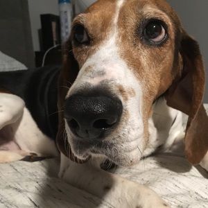 Meet your Posher, Carol